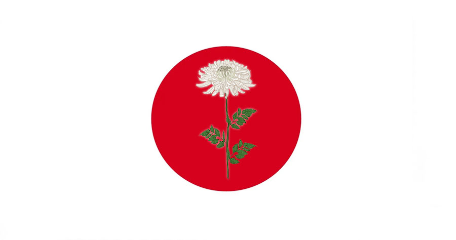 Crisantemo Il fiore nazionale giapponese
